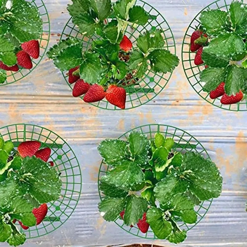Strawberry Support Frame 5Pack