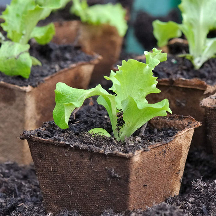 80 Packs Square Peat Pots Plant Starters for Seedling