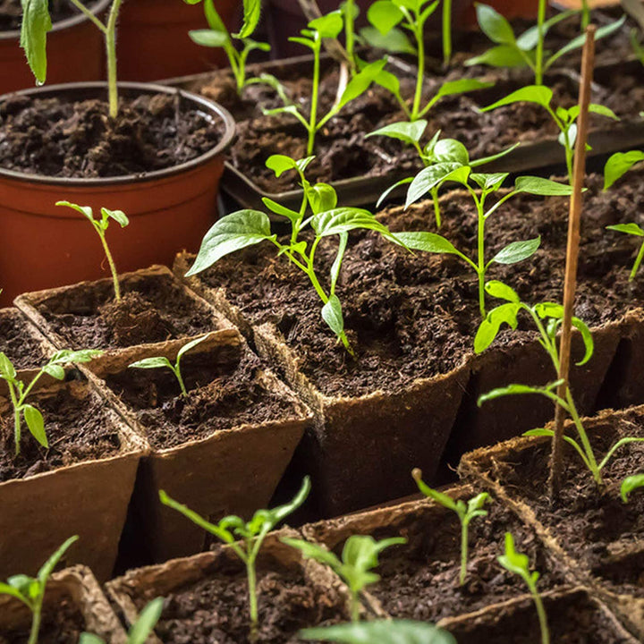80 Packs Square Peat Pots Plant Starters for Seedling